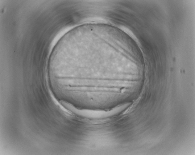 X0000070361440200607072052