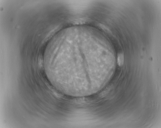 X0000070361444200607072051