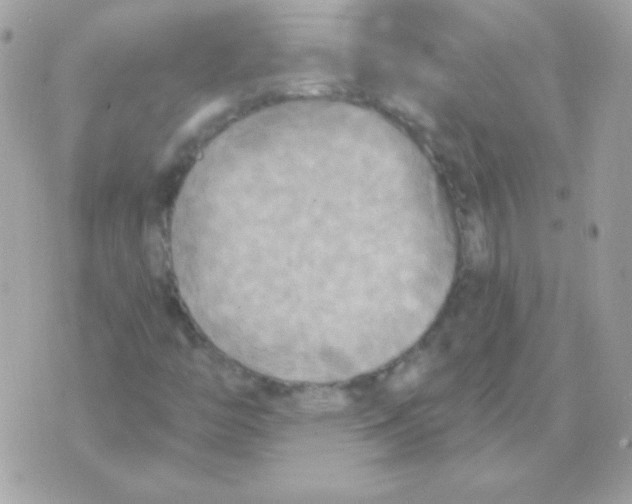 X0000070361446200607072051