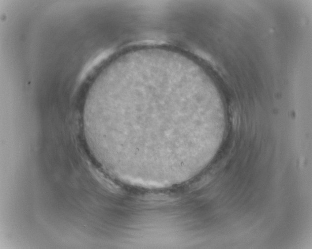 X0000070361448200607072051