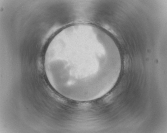 X0000070361454200607072051