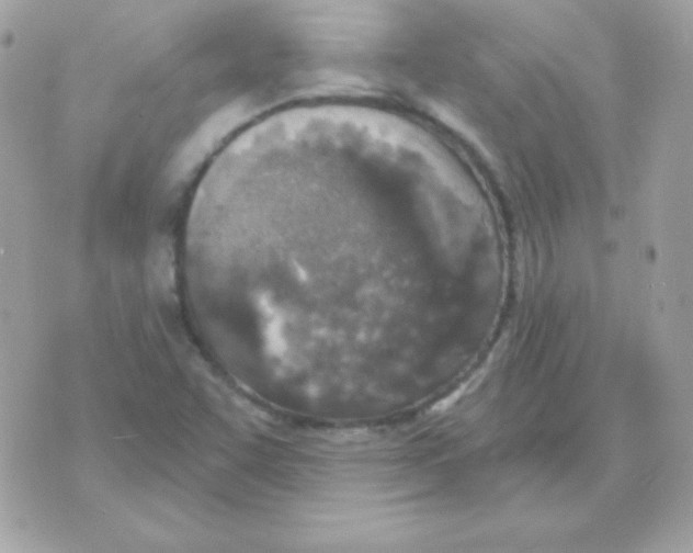 X0000070361455200607072051