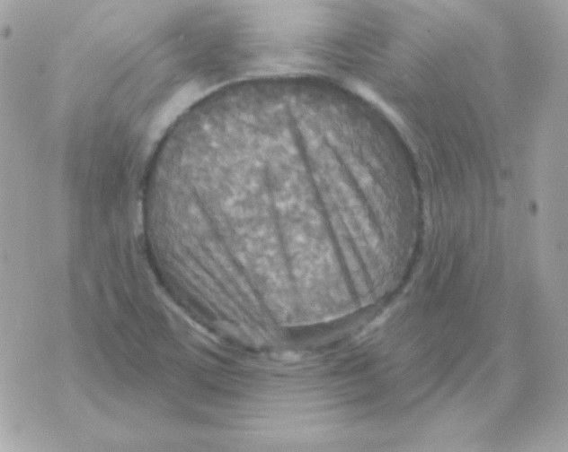 X0000070361459200607072051