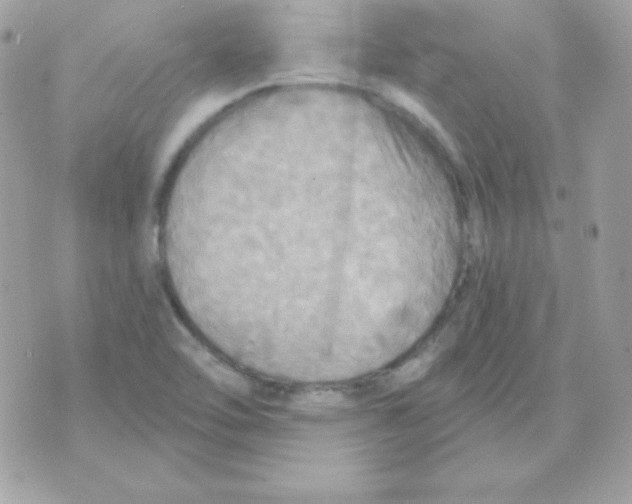 X0000070361462200607072051