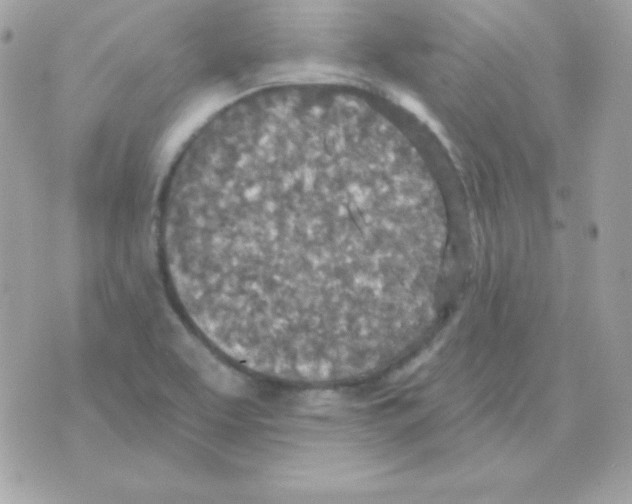 X0000070361463200607072051