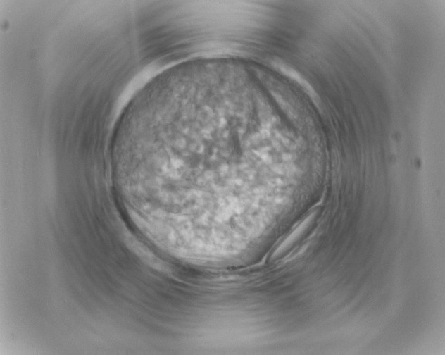 X0000070361467200607072051