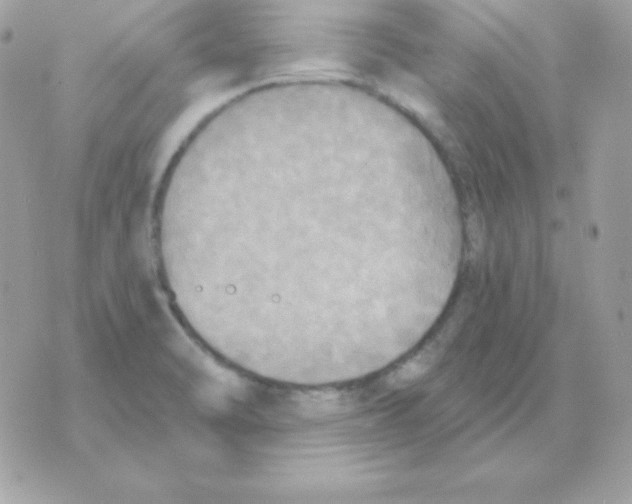 X0000070361470200607072051