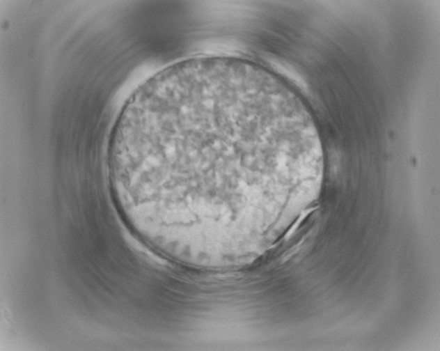 X0000070361471200607072051