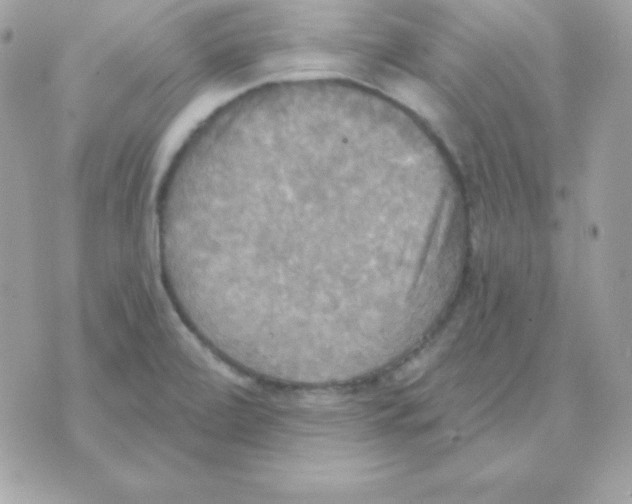 X0000070361472200607072051