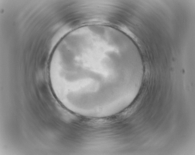 X0000070361474200607072051