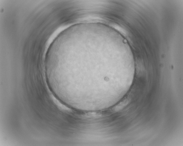 X0000070361478200607072051