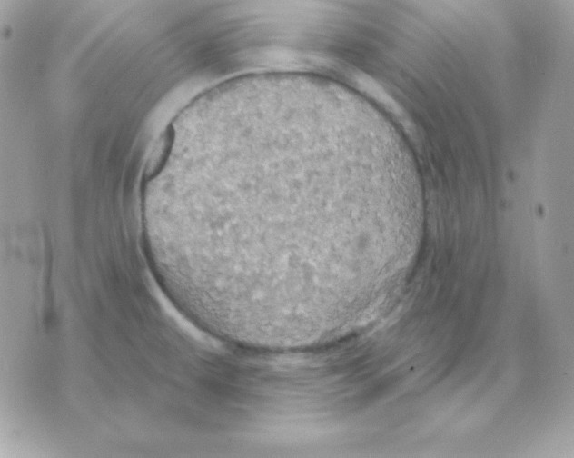 X0000070361479200607072051