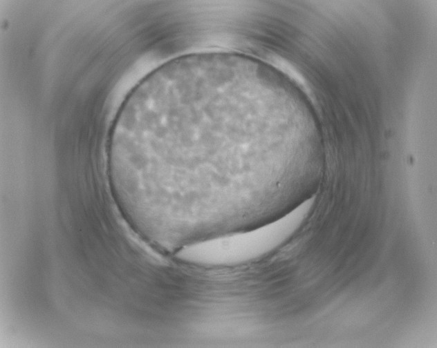 X0000070361480200607072051