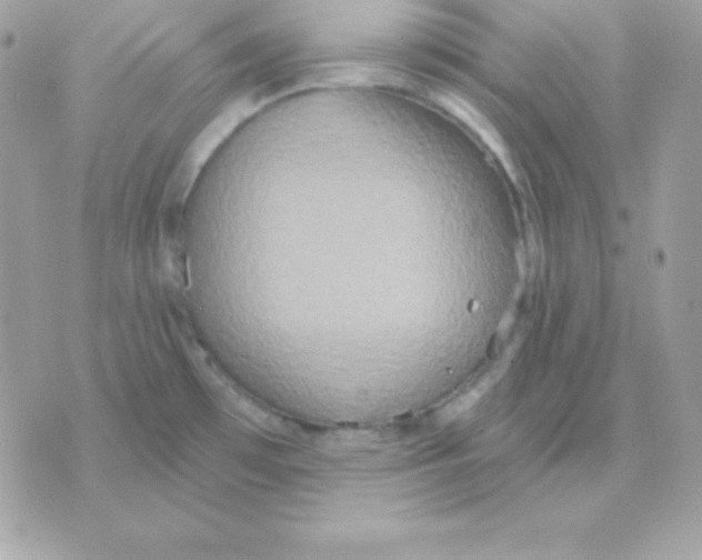 X0000070361481200607072051