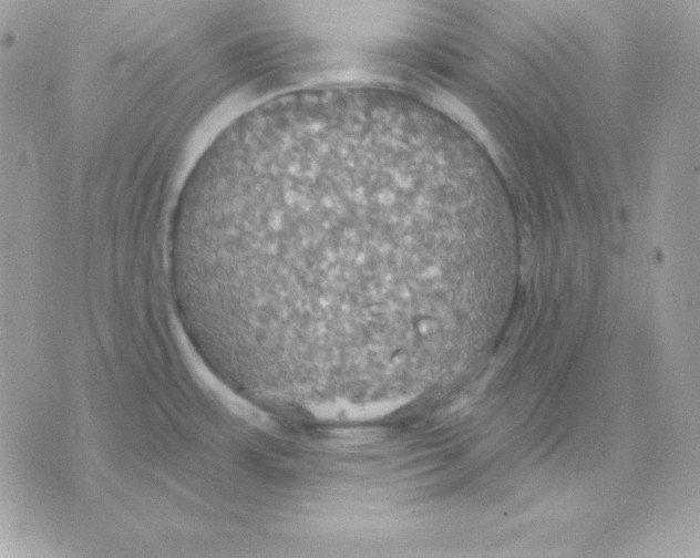 X0000070361483200607072051