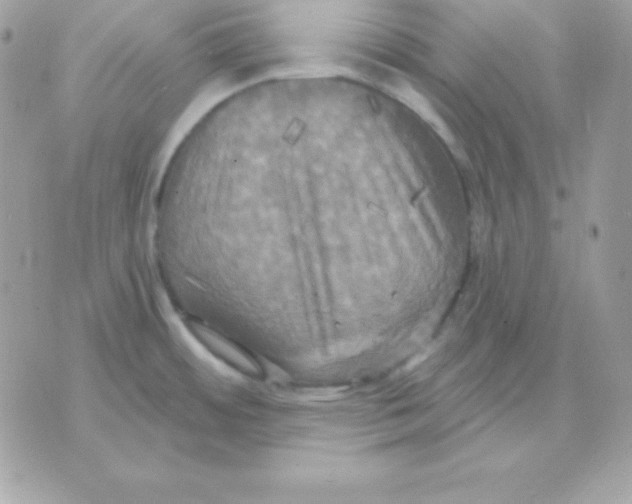 X0000070361484200607072051