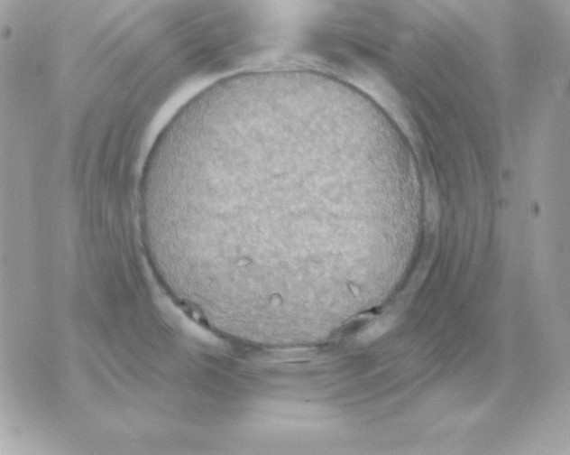 X0000070361486200607072051