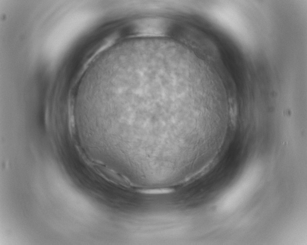 X0000070361487200607072050