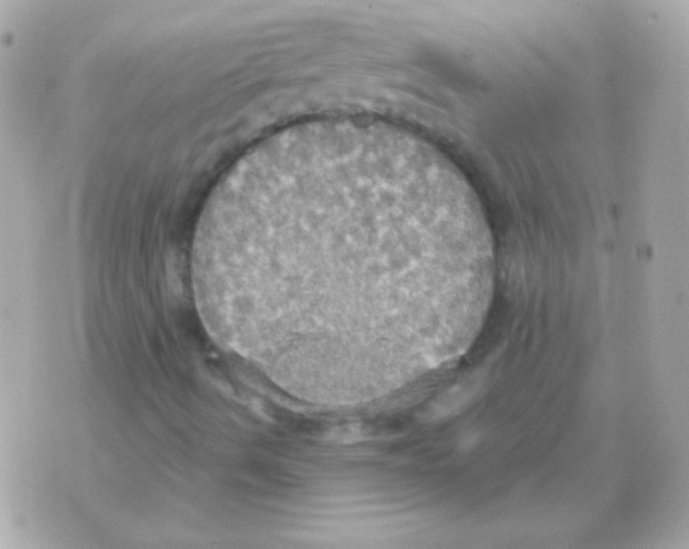 X0000070361490200607072050