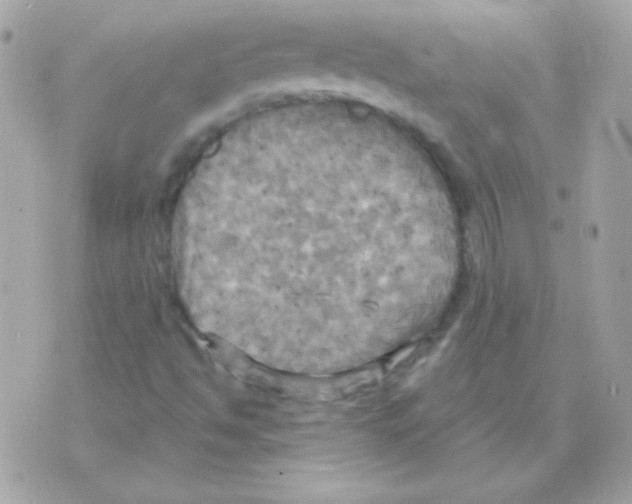 X0000070361494200607072050