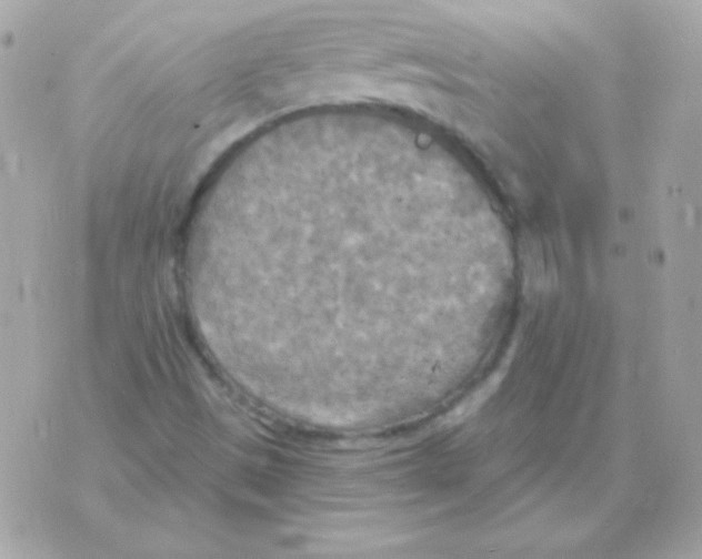 X0000070361497200607072050