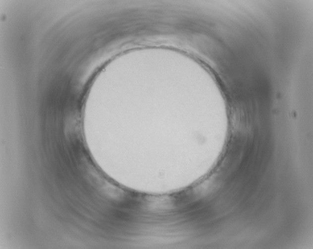 X0000070361498200607072050