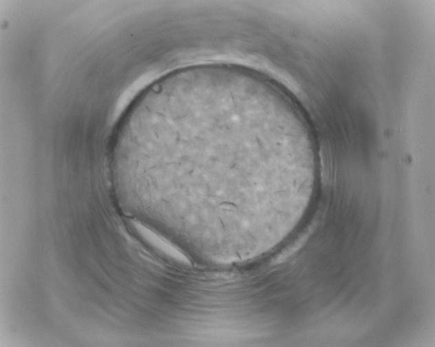 X0000070361501200607072050