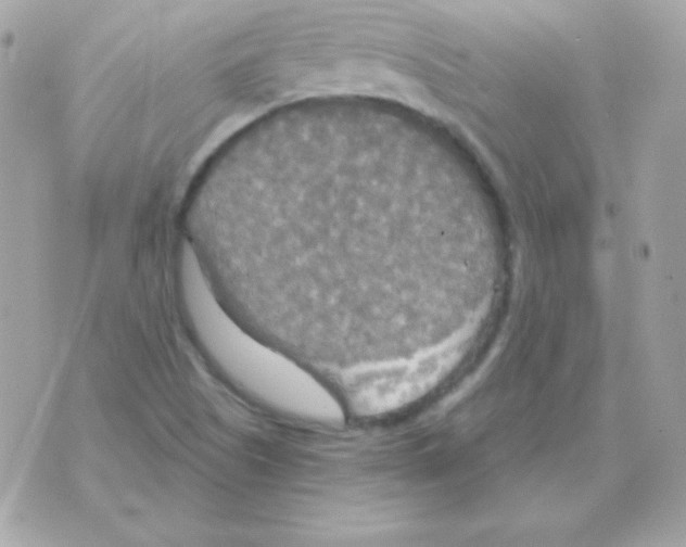 X0000070361505200607072050