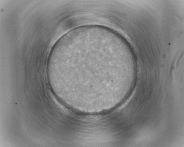 X0000070361513200607072050