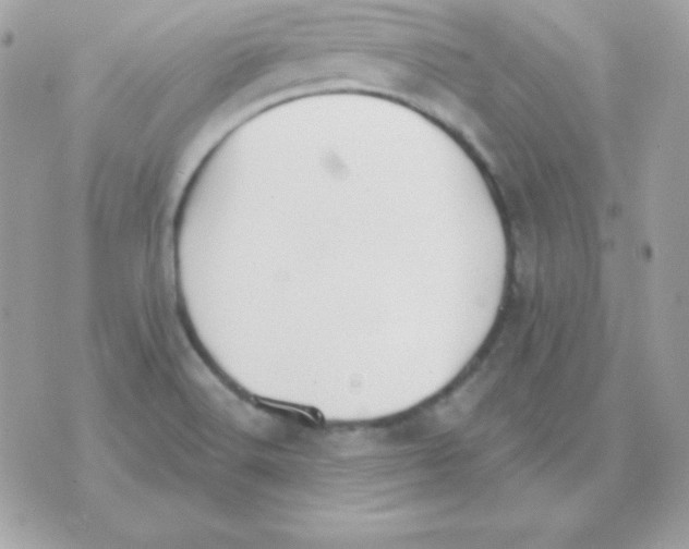 X0000070361516200607072050