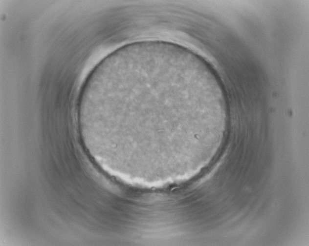 X0000070361517200607072050