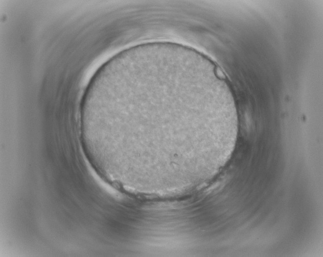 X0000070361519200607072050