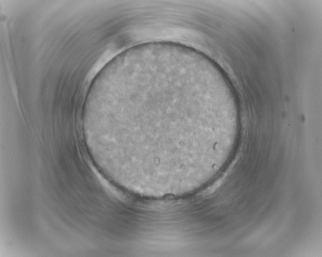 X0000070361521200607072050