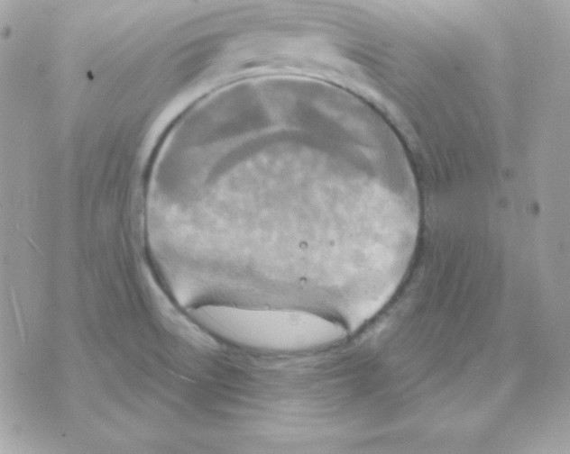 X0000070361522200607072050