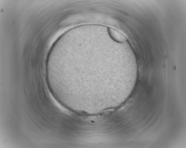 X0000070361523200607072050