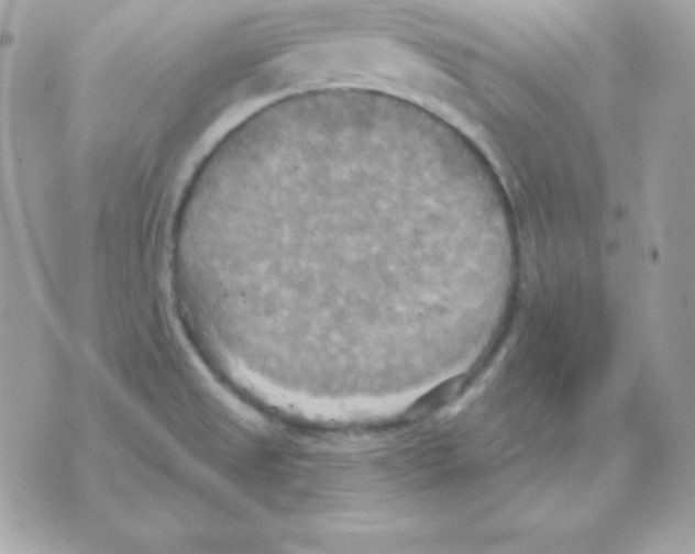 X0000070361525200607072050