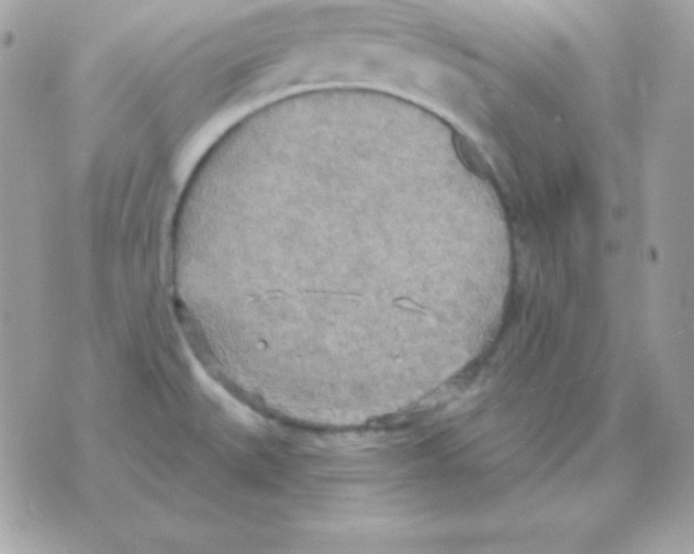 X0000070361527200607072050