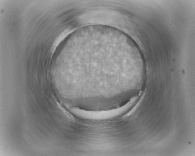 X0000070361529200607072050