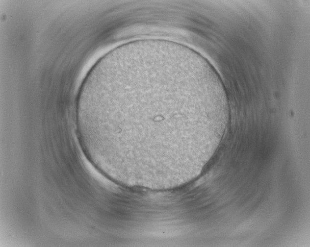 X0000070361531200607072050