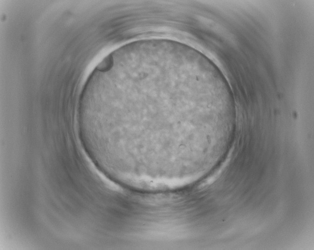 X0000070361533200607072050