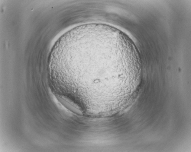 X0000070361534200607072050