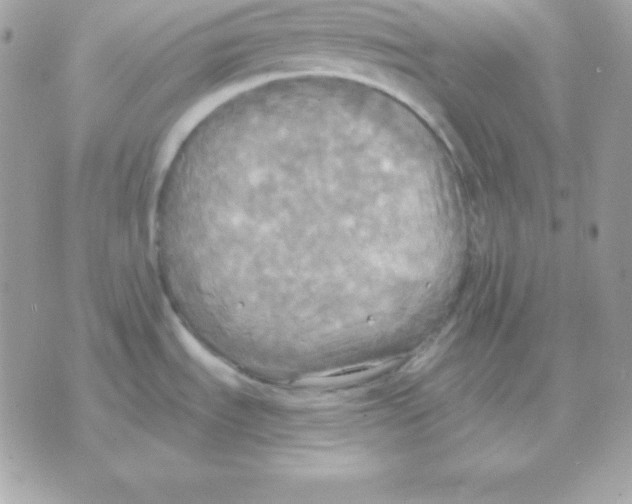 X0000070361535200607072050