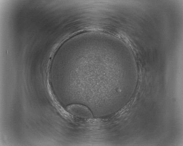 X0000070370145200606121244