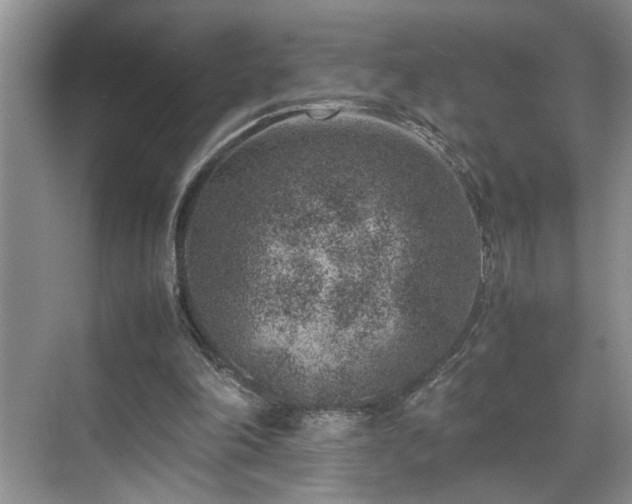 X0000070370198200606121244