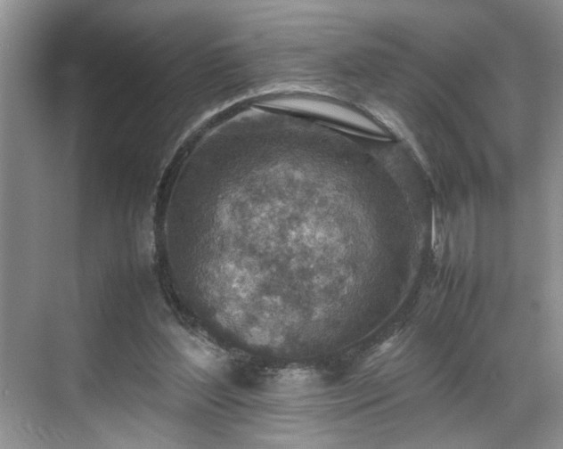 X0000070370204200606121244