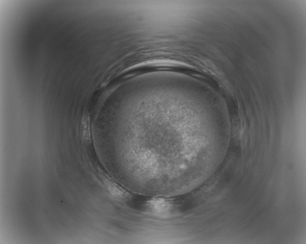 X0000070370425200606121240