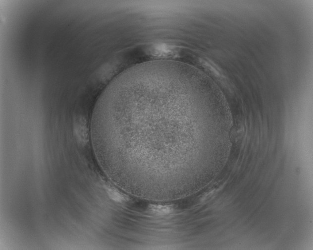 X0000070370469200606121240