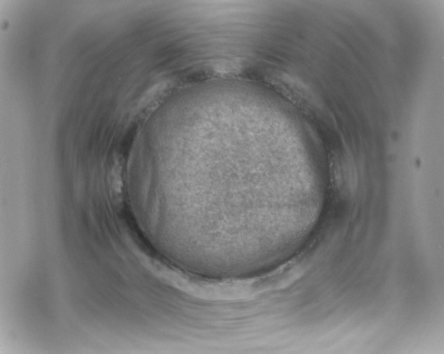 X0000070370032200606161328