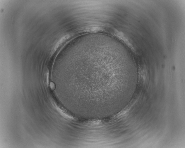 X0000070370110200606161327