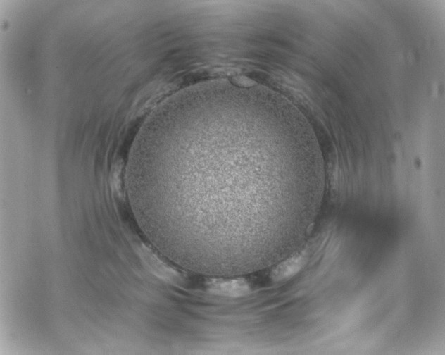 X0000070370185200606161327